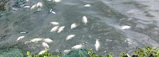 高(gāo)溫預警不斷，局地超40℃！水(shuǐ)産養殖謹防因高(gāo)溫缺氧而泛塘死魚！